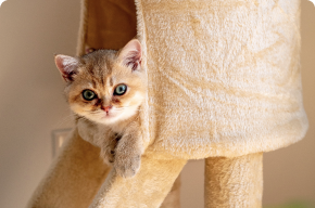 Комната класса Эконом