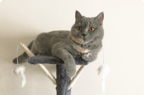 Комната класса Комфорт